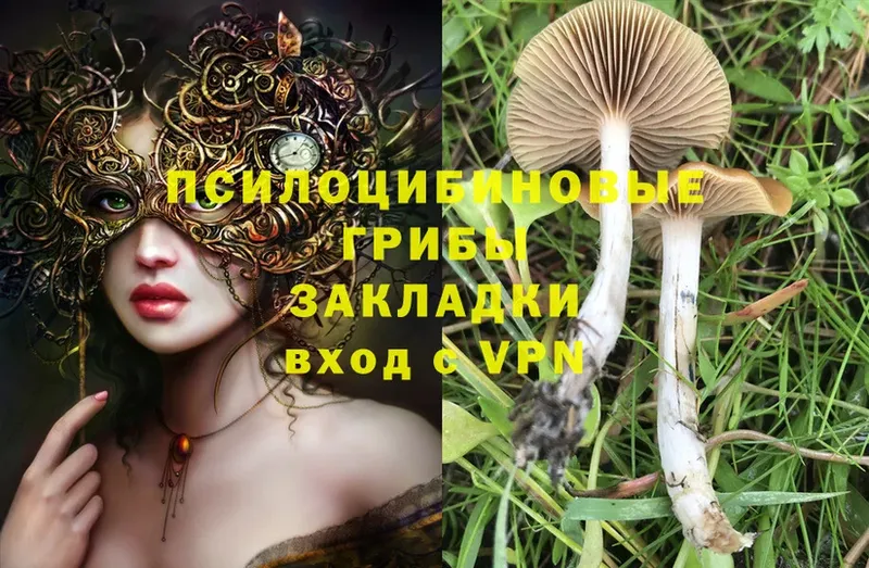 купить   Камешково  Галлюциногенные грибы GOLDEN TEACHER 